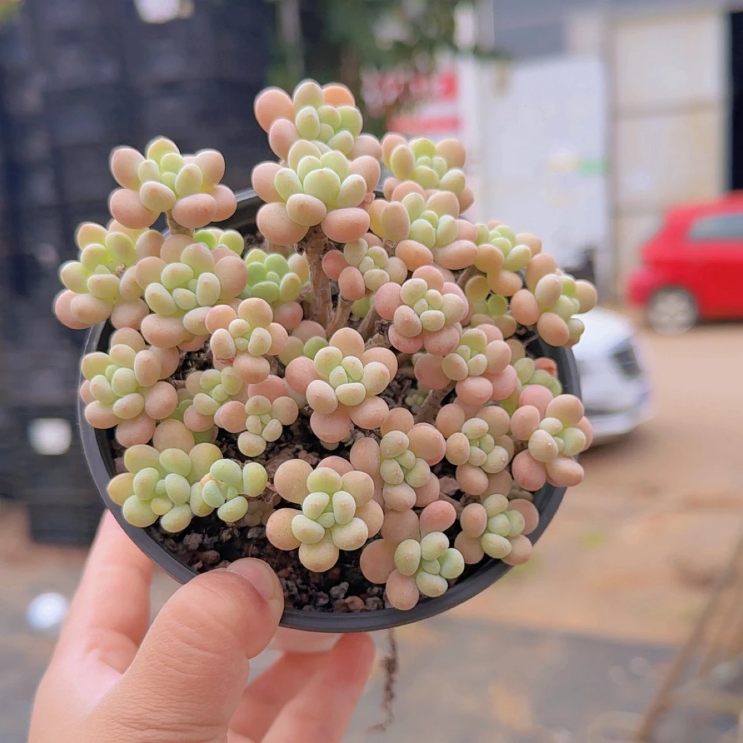 丸叶达芙妮老桩多肉植物12cm
