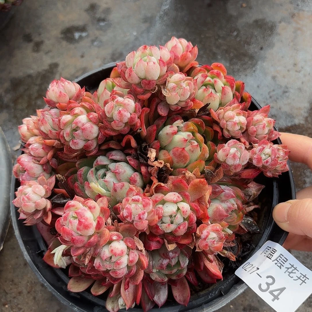 同温层多肉绿龙34