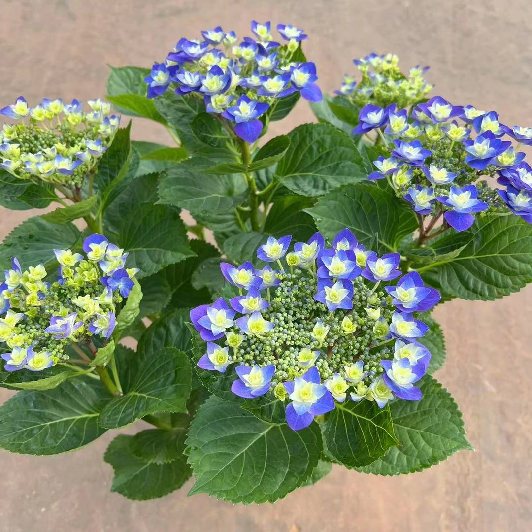 【思芹花卉|丰岛重瓣羽翼大花绣球盆栽】耐热花期久，京东空运包邮