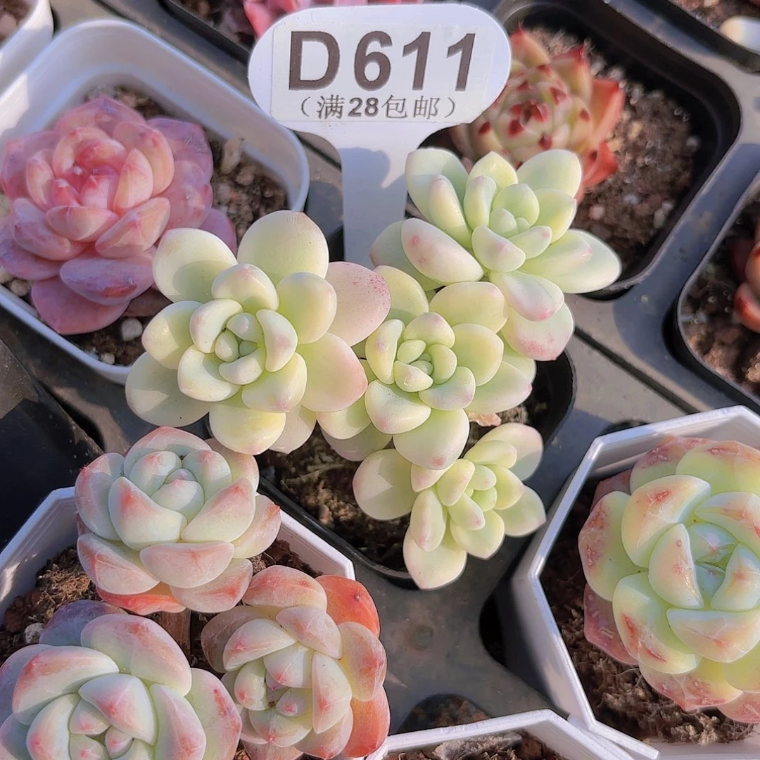 D611劳尔锦一物一拍