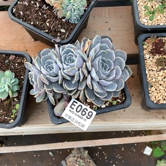 岚***美汉堡朵朵069 亏本处理退款拉黑需延迟发货