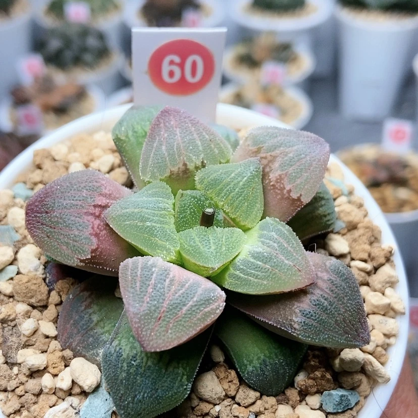 【闪购商品】60红雷