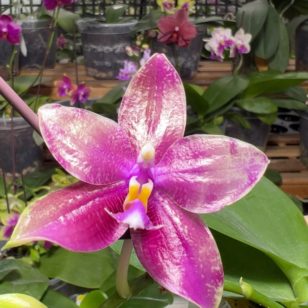 全部花朵快乐龙实生