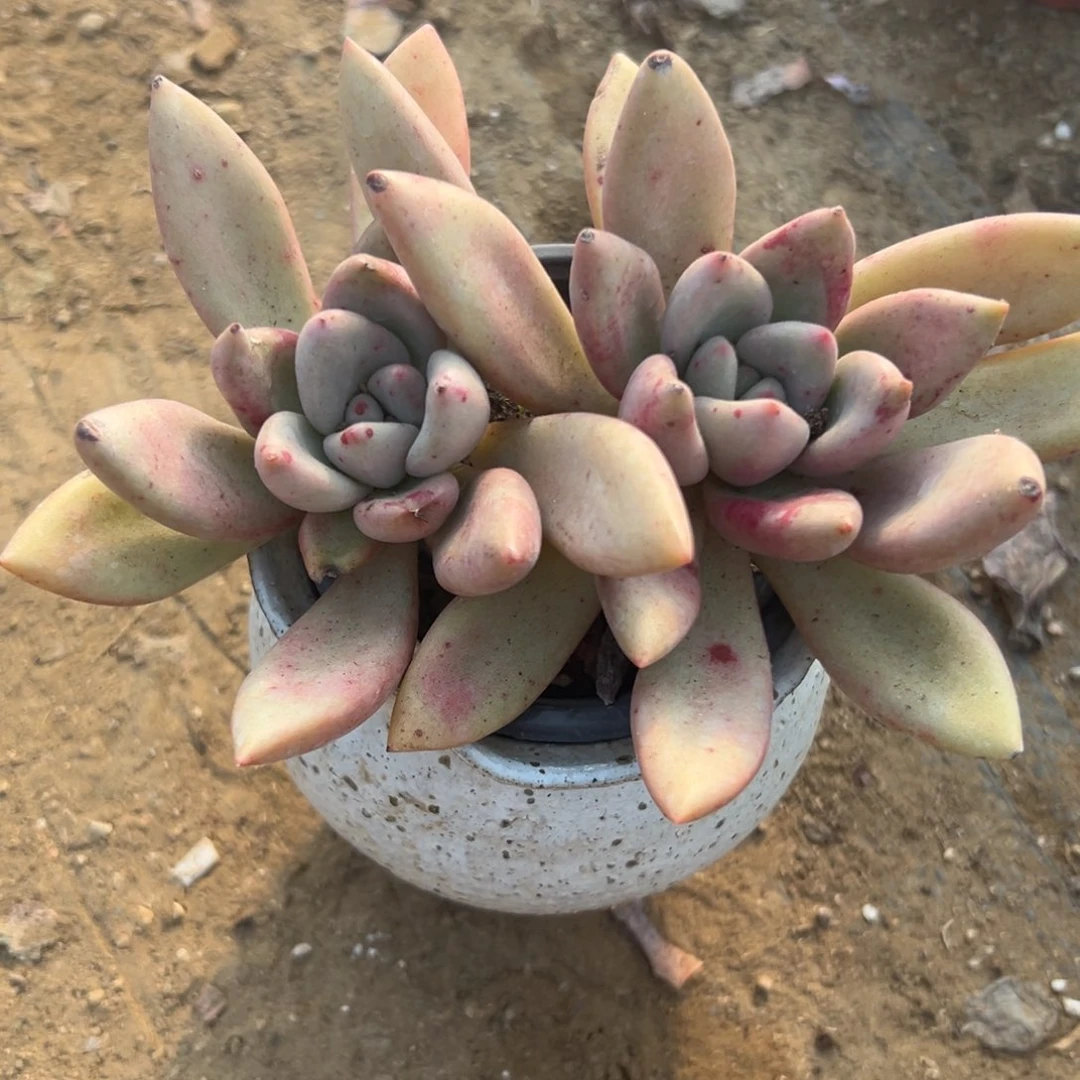 多肉植物多肉植物