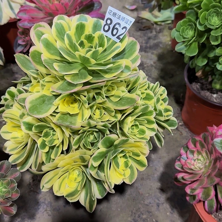 辛尼亚86200000000