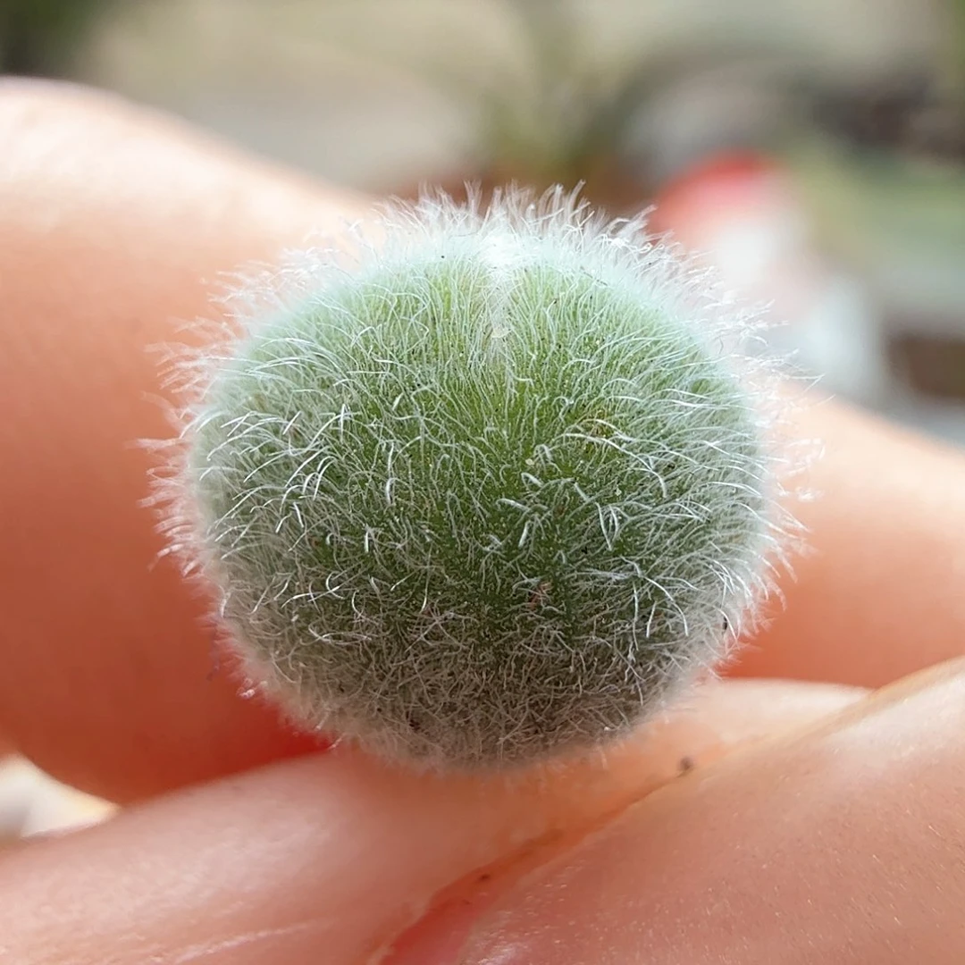2.9.93/S毛球/多肉植物