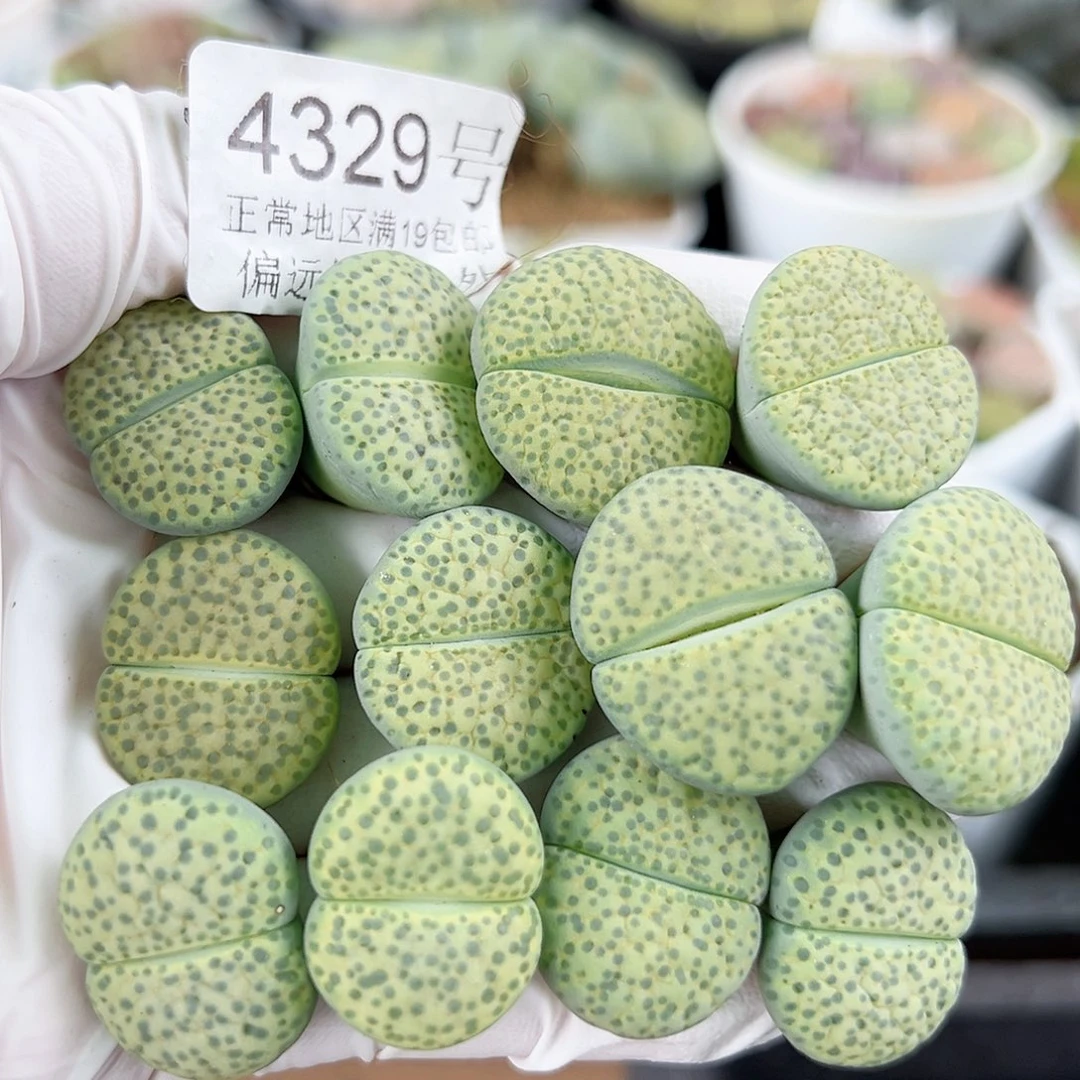4329四年微纹玉12个2cm左右