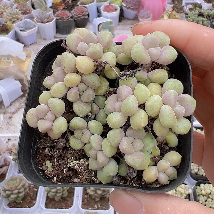 秋丽19包邮多肉植物