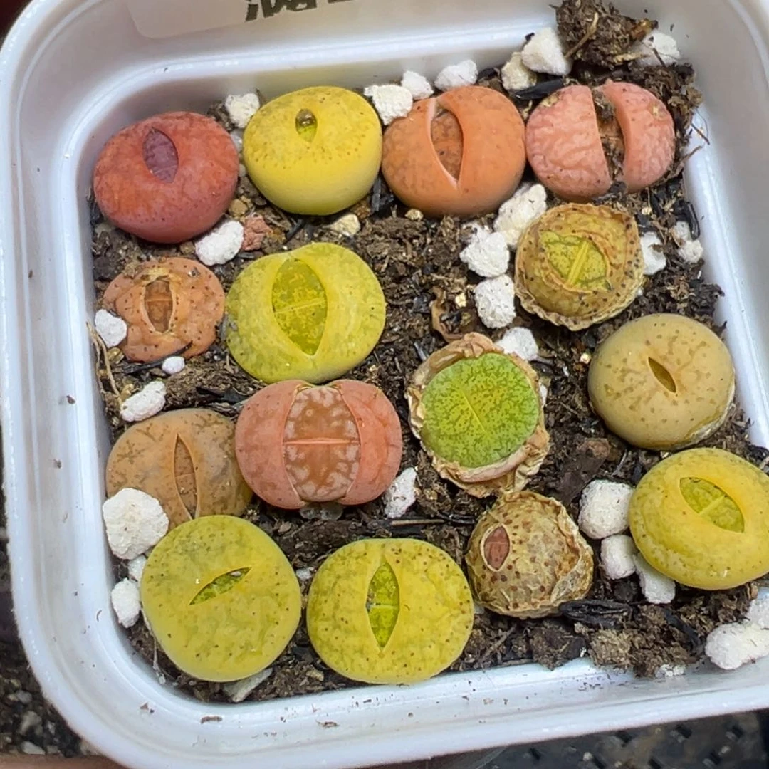 【闪购商品】 136。