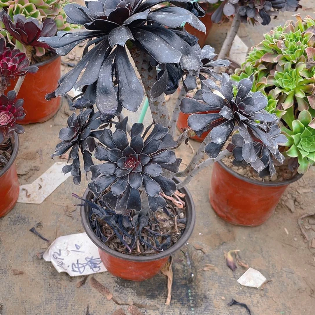 192墨法师巧克力多肉有伤