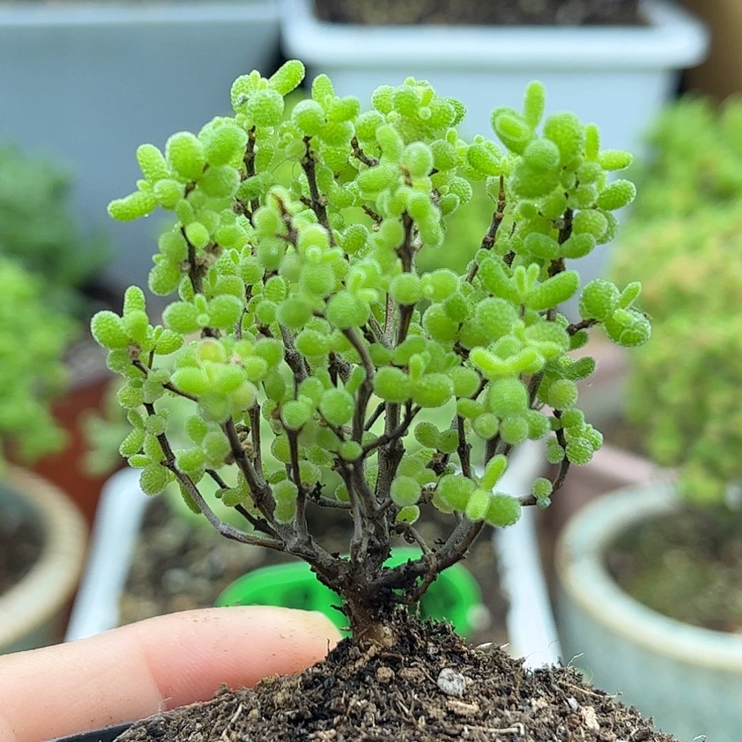 28蜜桔糖球优选枝干