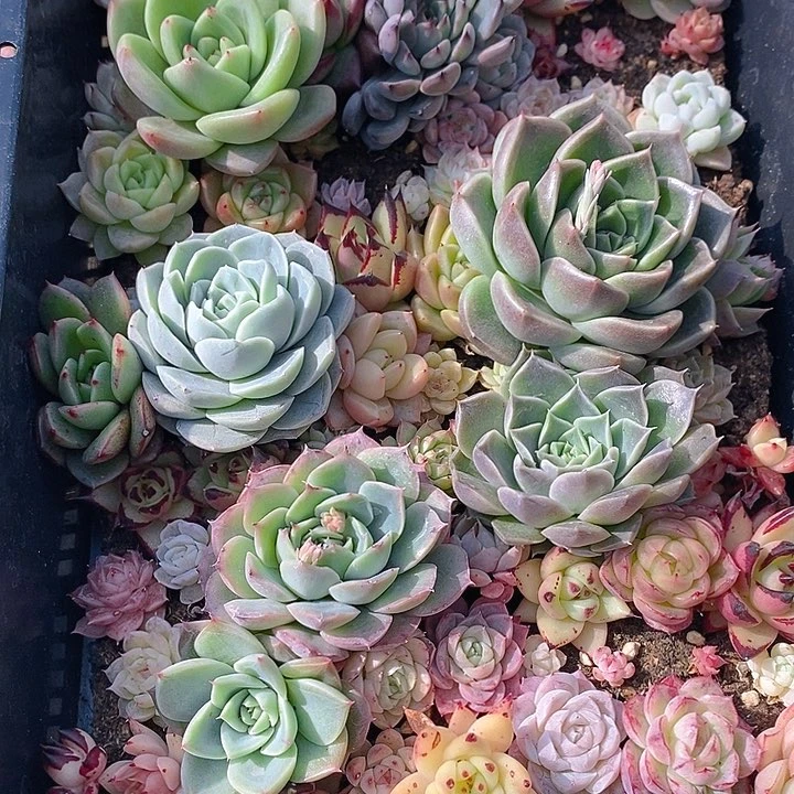 34 多肉植物盆栽花卉植物