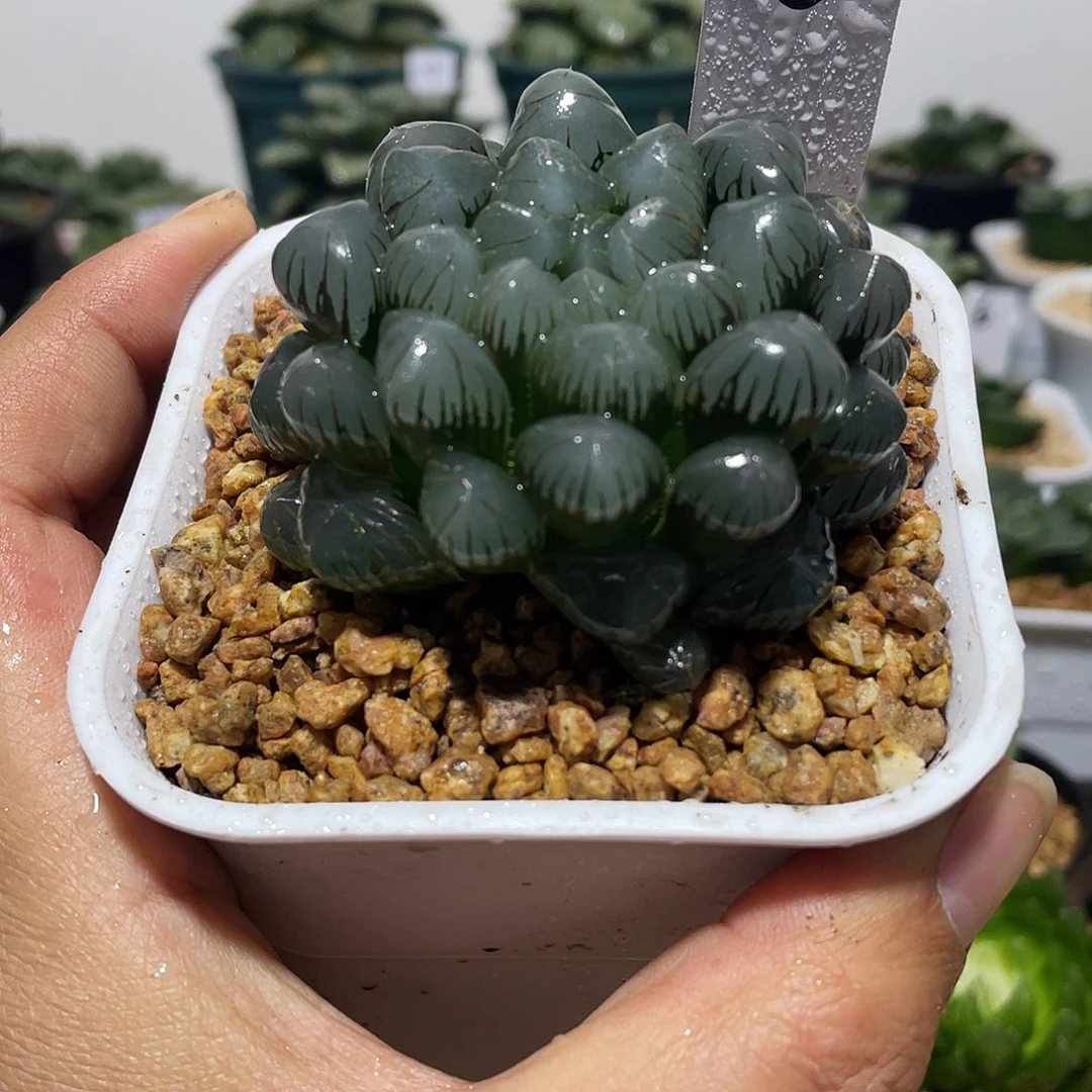 万象盆母本紫冰灯