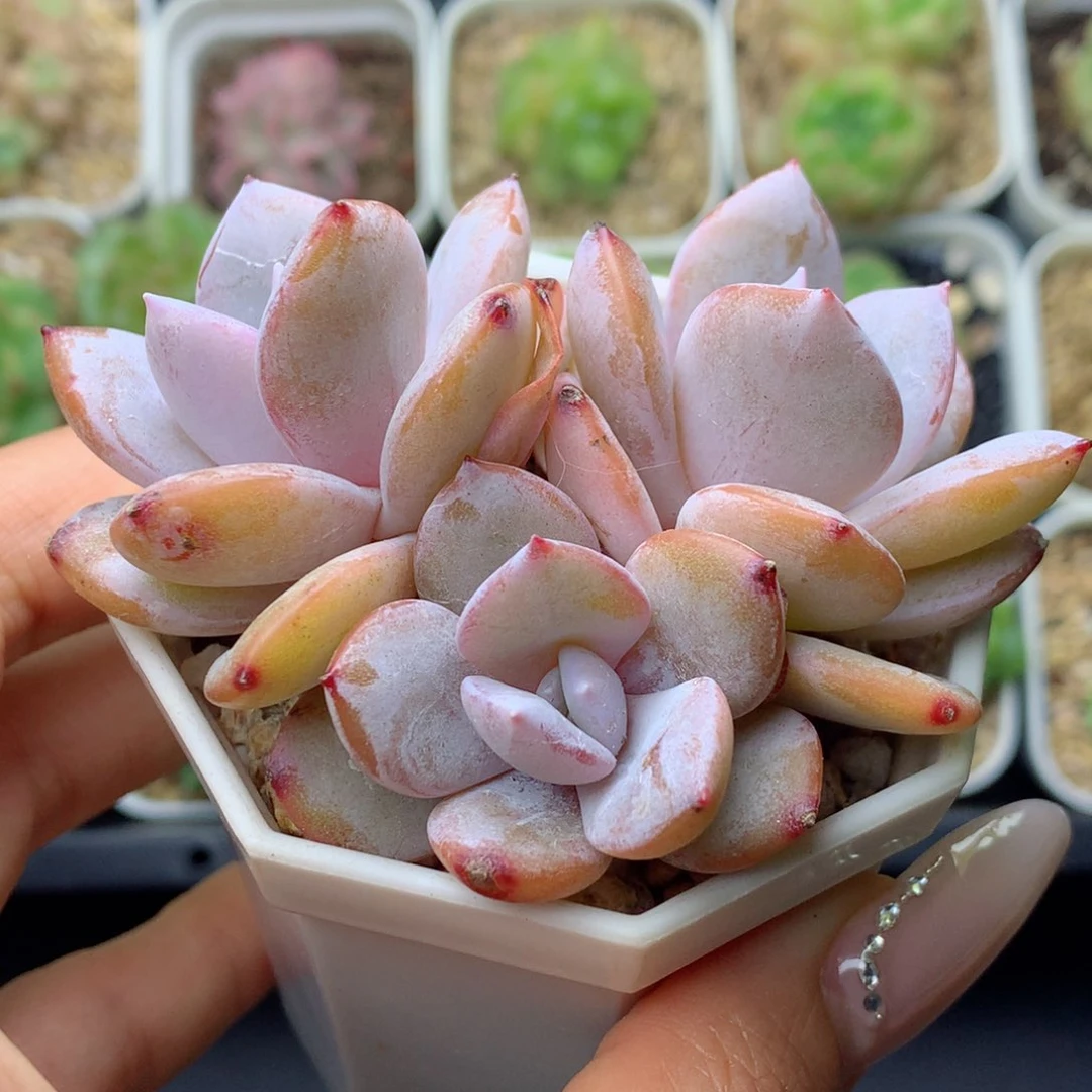 58包邮  群生不包整奶茶27