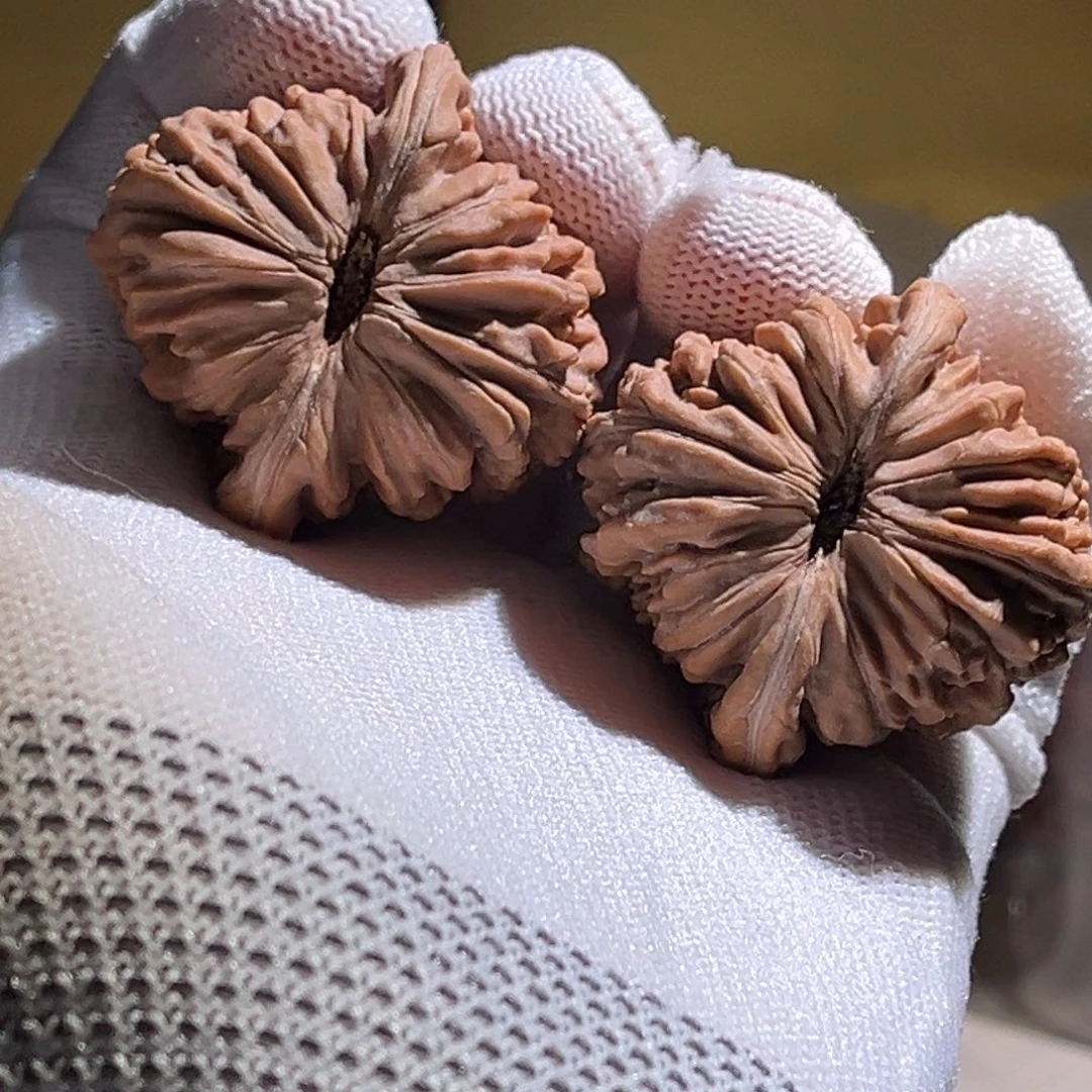 少***料全品 41精对儿。全品。