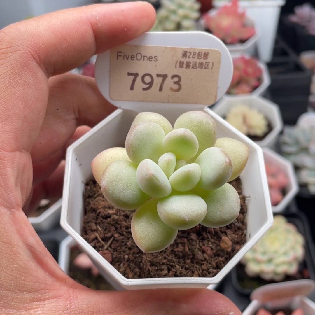 泡泡糖7973-5厘米