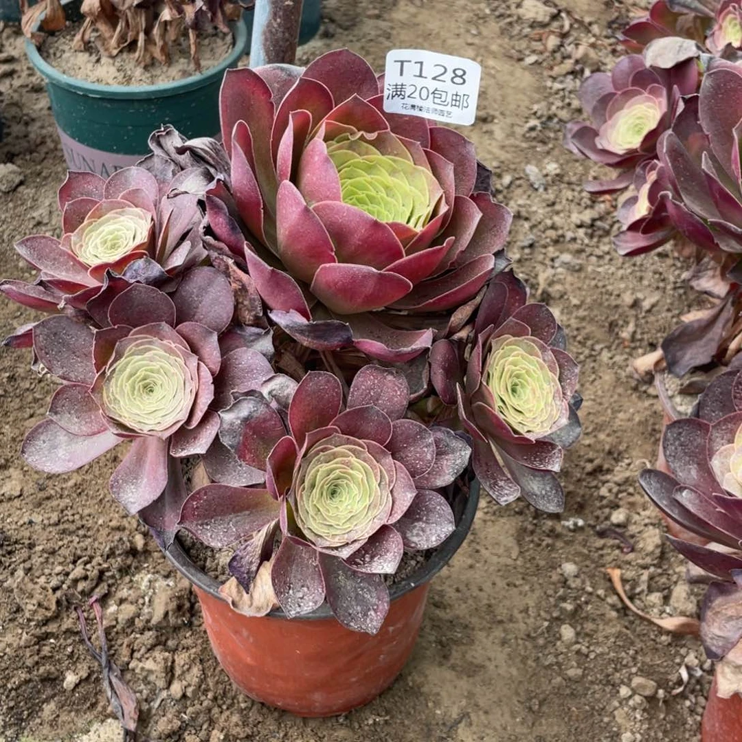 笔***缠128魅金玫瑰养死不包赔