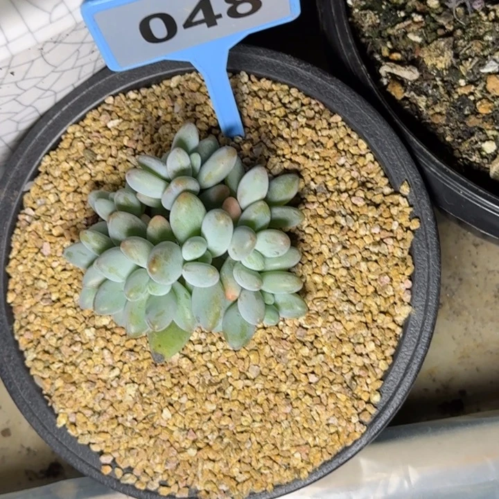 飘***摇多肉植物白兰地048