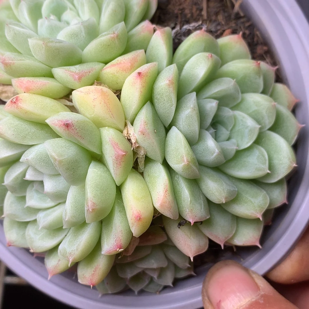 【闪购商品】云940号白底麦秆9厘米