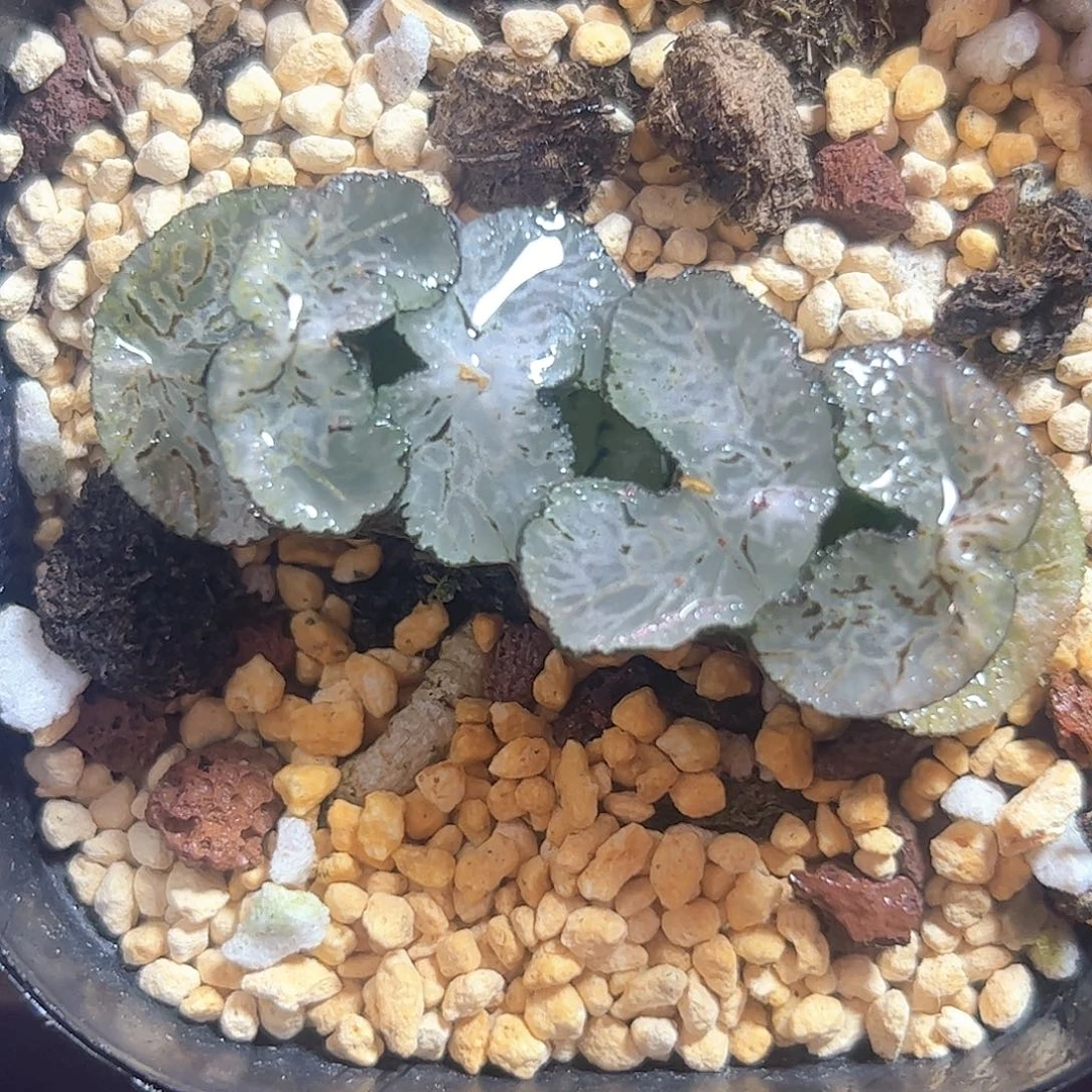 极翠守兵十二卷多肉