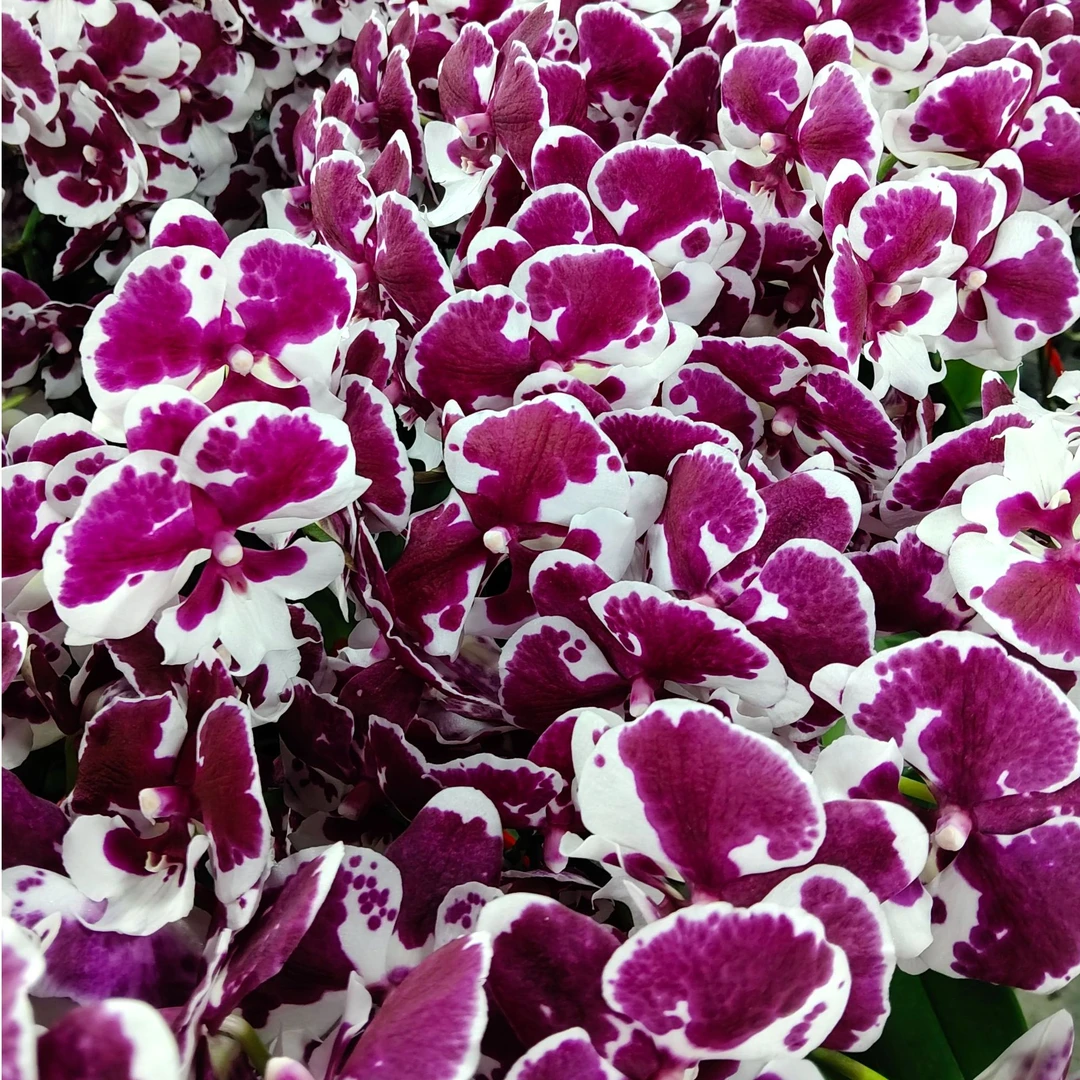 蝴蝶兰《一千零一夜》双花剑 稀有品种 年宵花 带花好养耐活