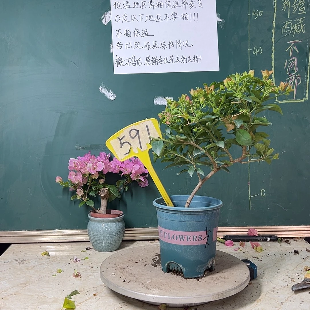 完全开放造型 卡亚塔591