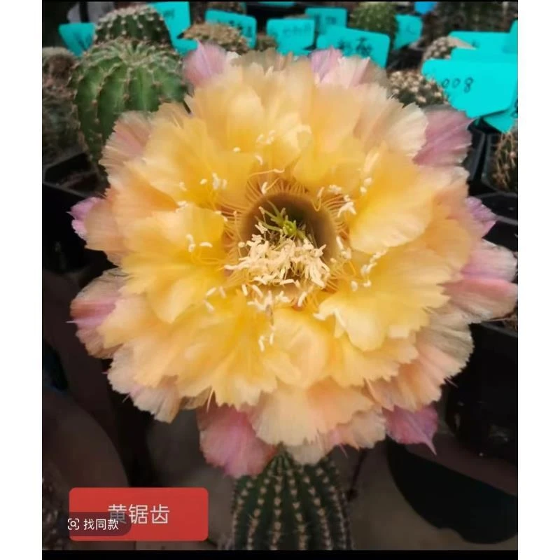 自根黄锯齿彩草，尺寸以直播间为准，环境不同开花不同介意勿拍