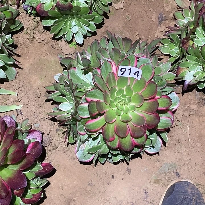 回**生多肉植物法师908.到9146颗粉花妖