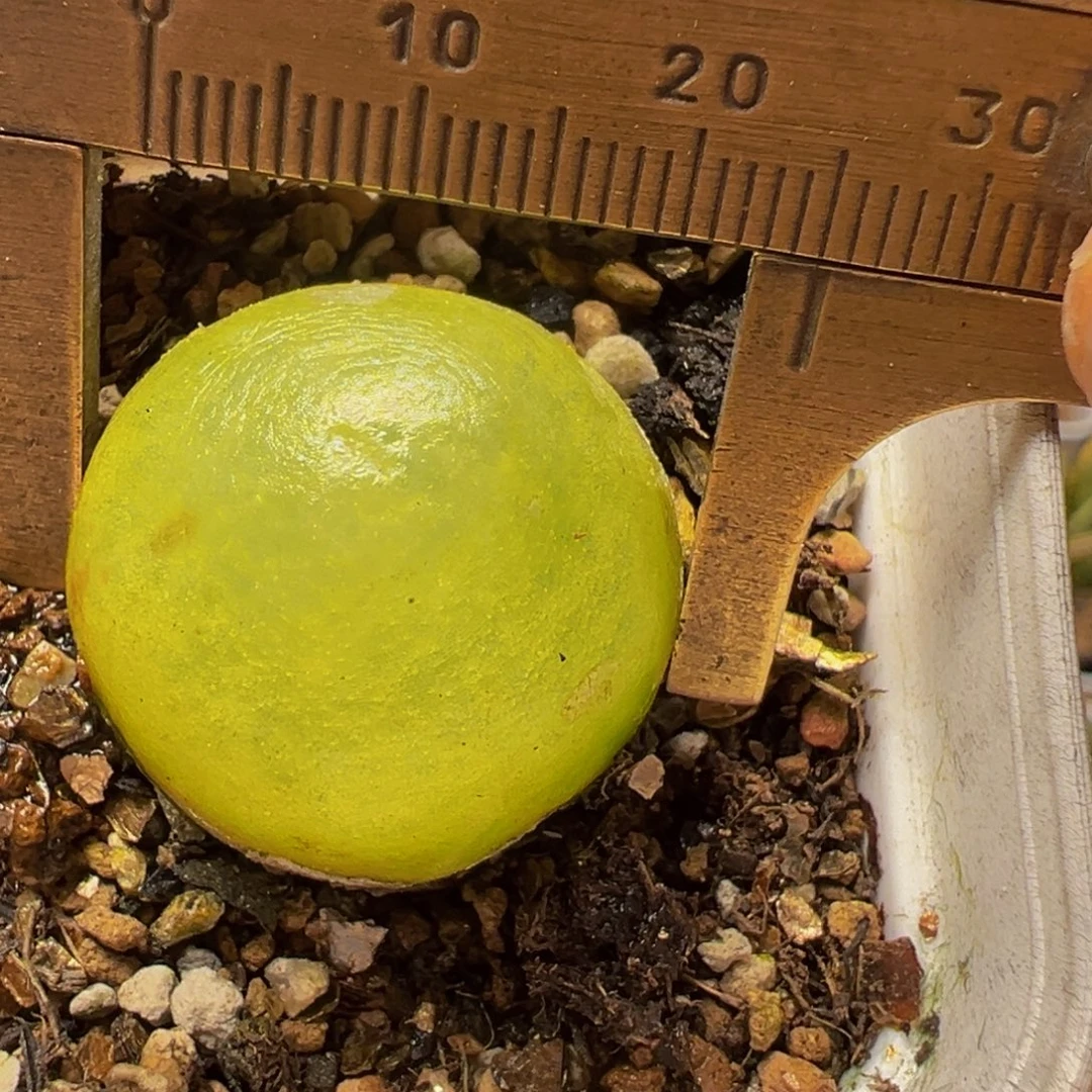 灯泡2.5厘米多肉百科