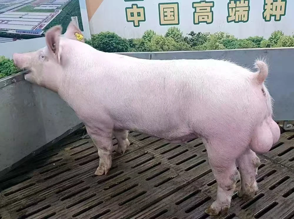 上海祥欣猪精（全国高端种猪基因领跑者）扩繁级大白猪精