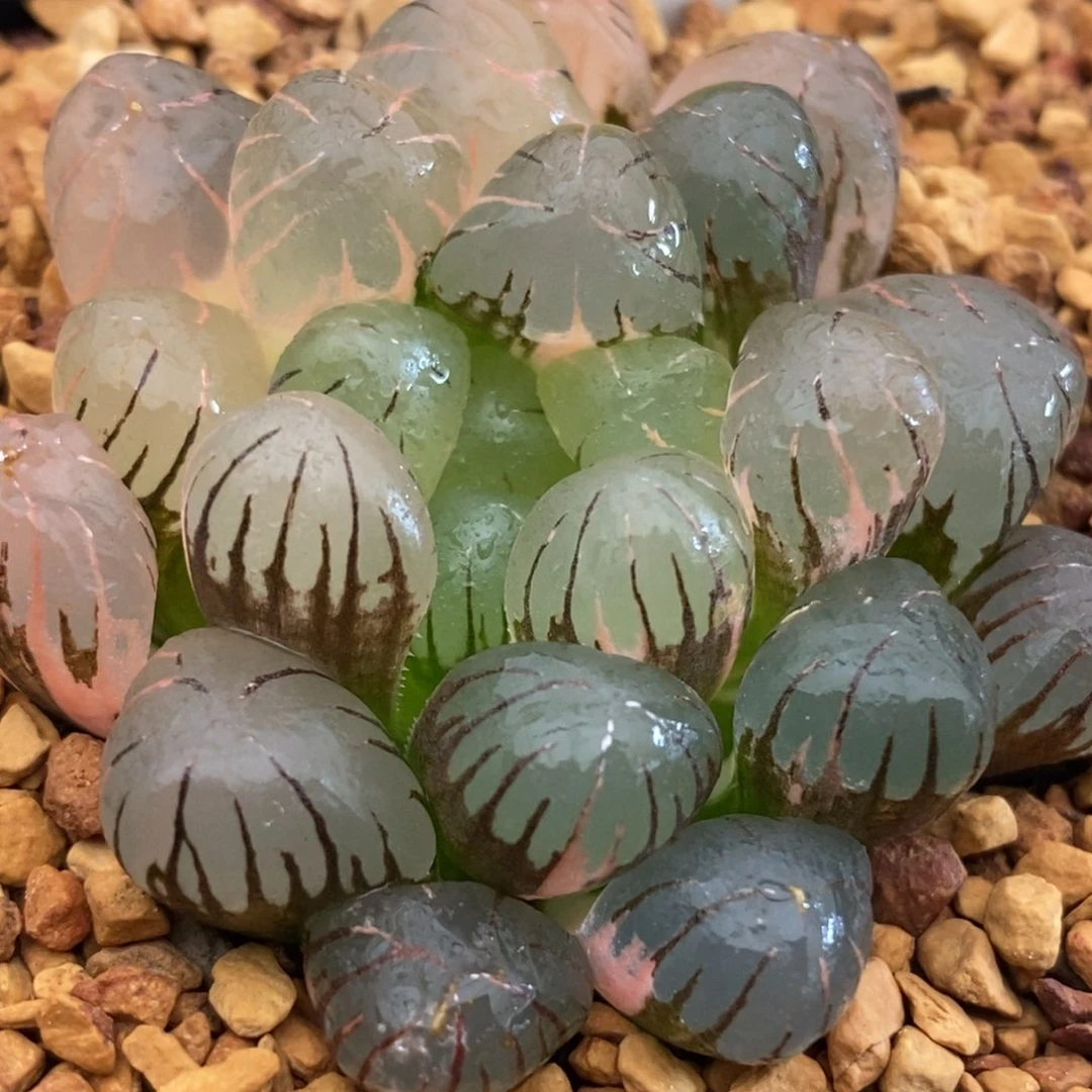 461ob冰灯玉露多肉植物