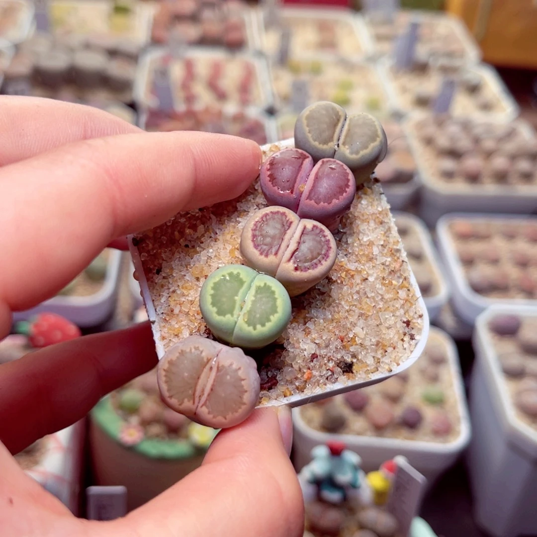 28号带上了吗包邮发货