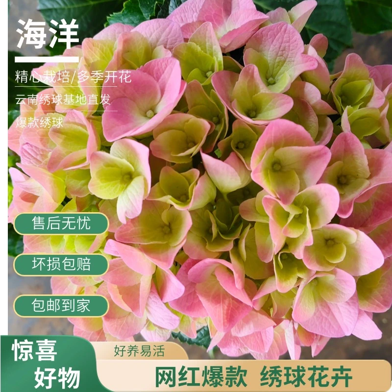 【海洋】荷花粉绣球 带花带花苞 爆销热款 老桩 包邮 基地直发