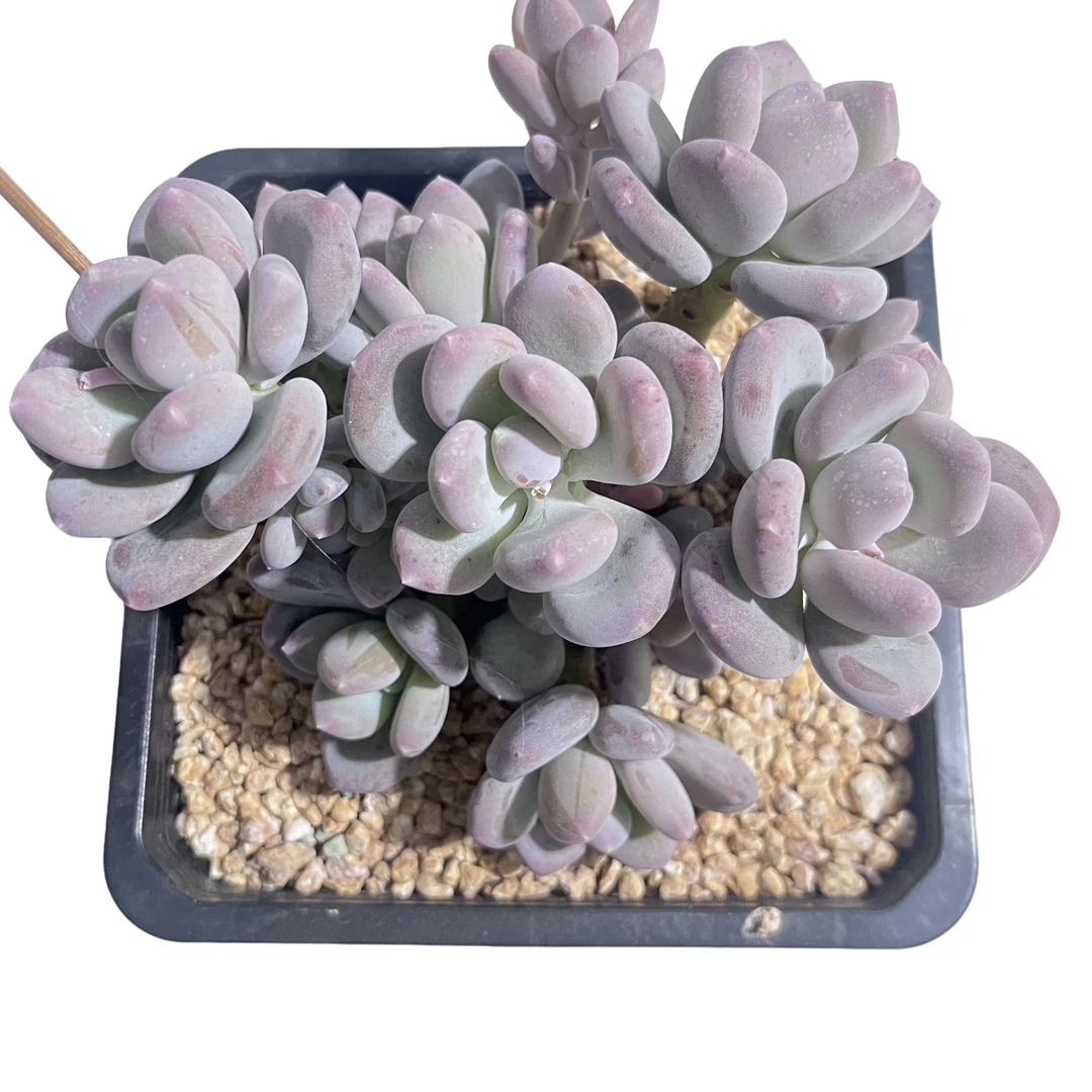 强子精品多肉 咖啡美人 多肉植物 精控精养 净化 空气 美化 环境