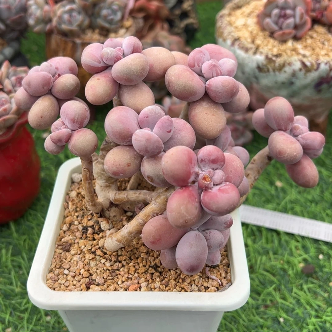 啊石榴籽星影小树福利桃蛋