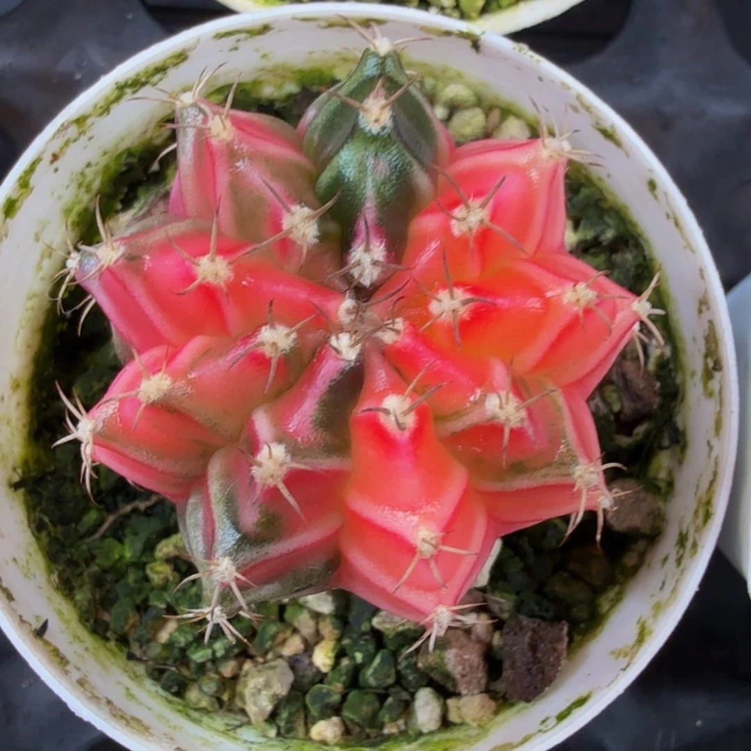 当前无花朵，栽培后可花朵