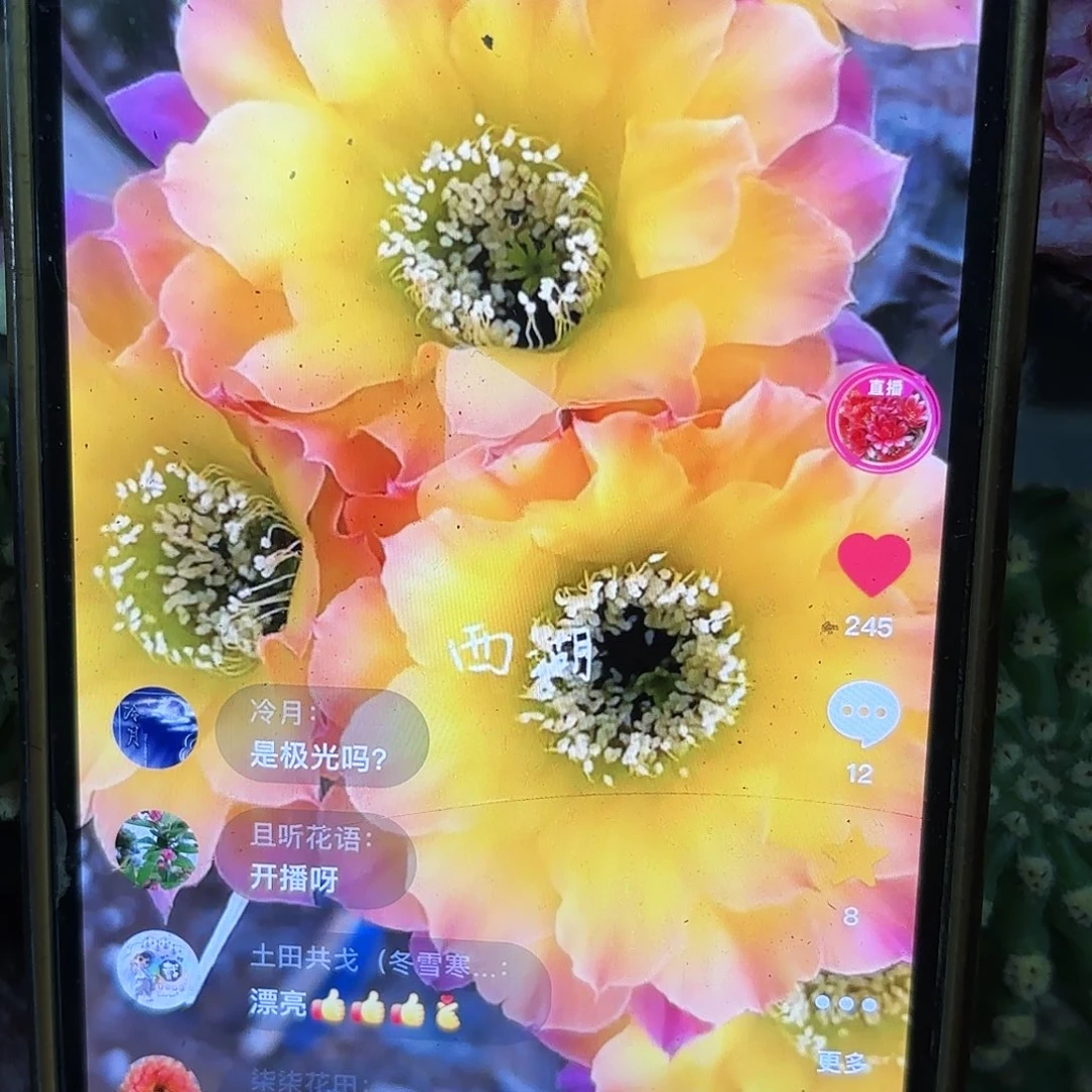 Us47彩侧牙20包邮仙人球2