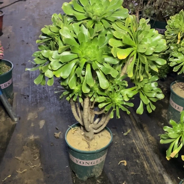 28原始绿法师多肉植物