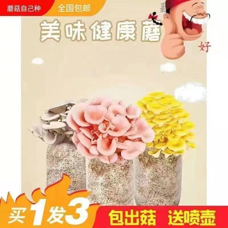 【不出菇包赔】菌种家种蘑菇菌包家庭室内种植食用菌棒菌种菌种包