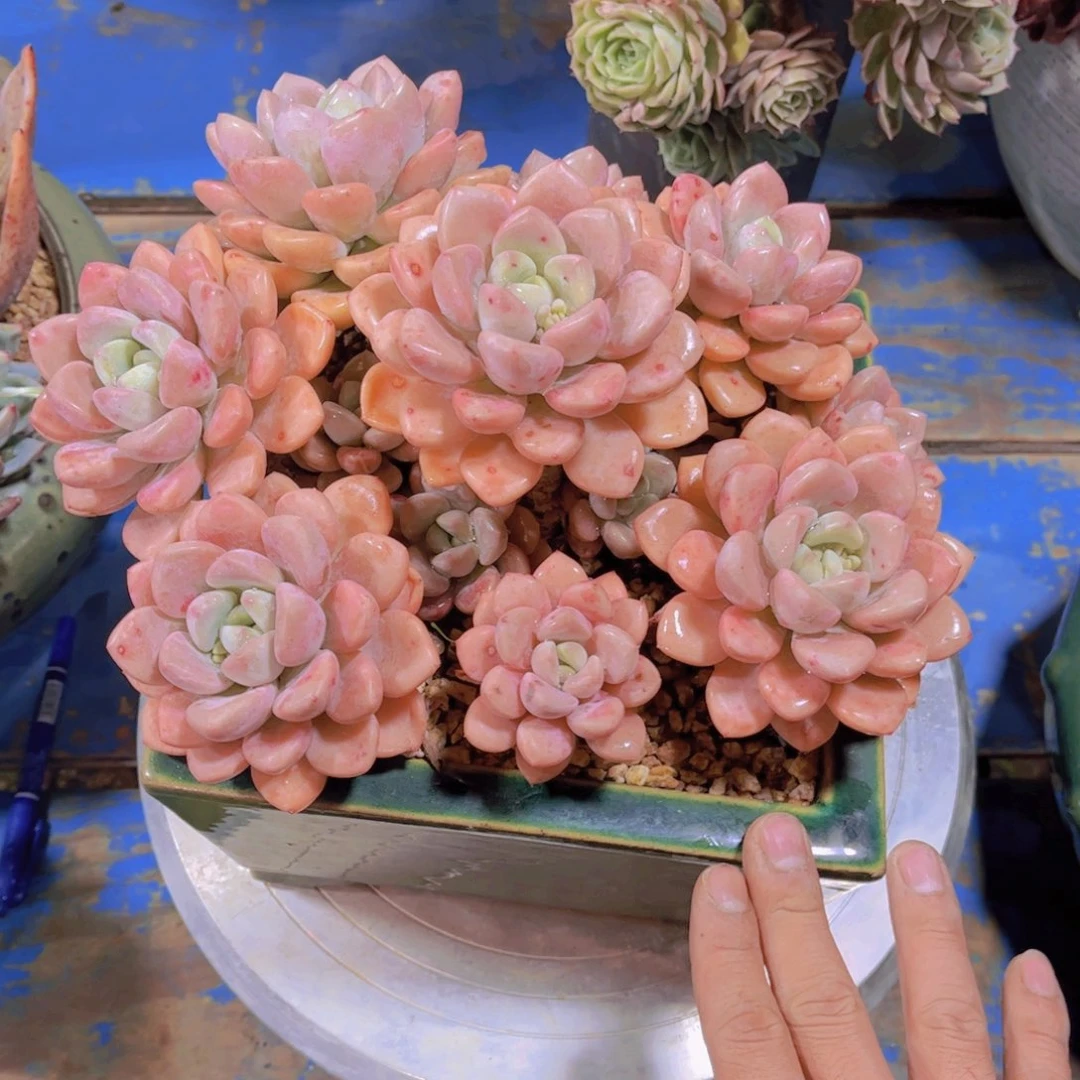 遂**姐多头老桩多肉老桩