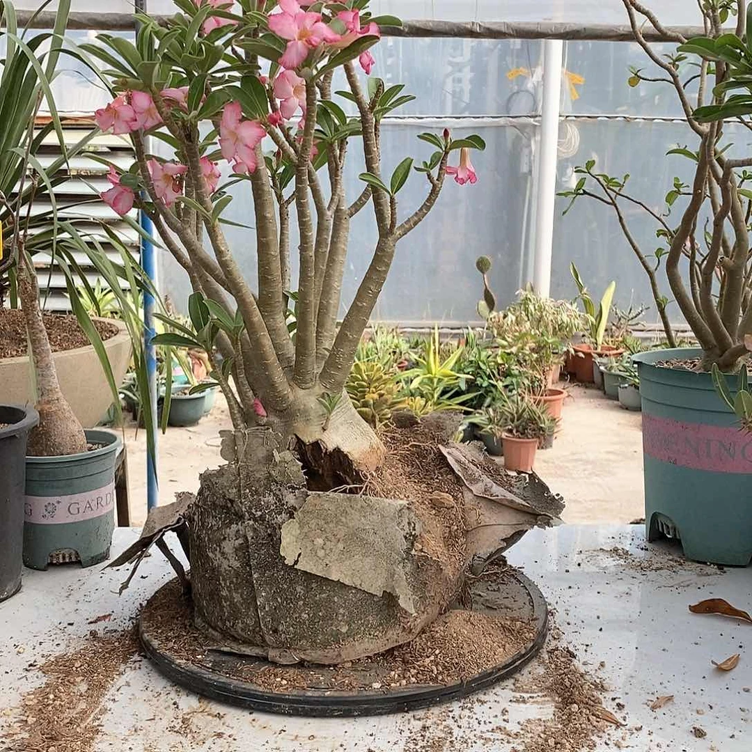 用****12号选手。