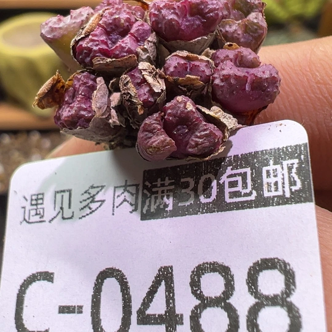 多肉植物的11111111111