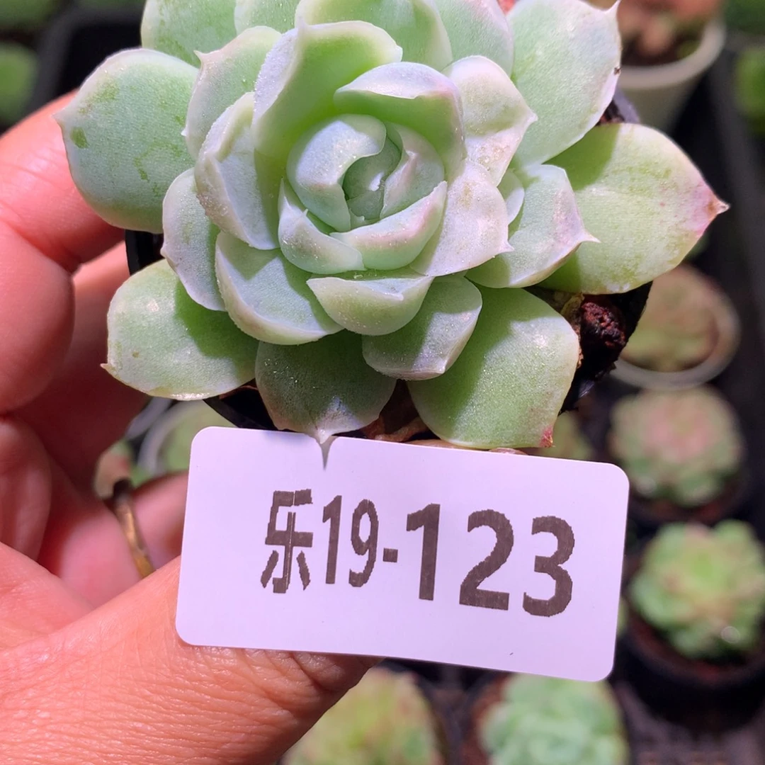 乐然19-123 新品单头