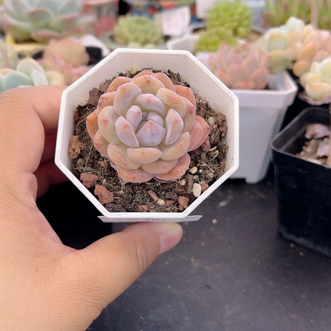 大禹多肉，701橙梦露