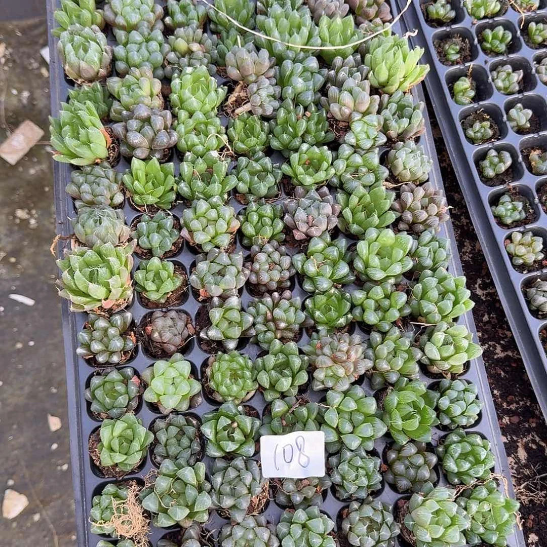 直播福利一物一拍108