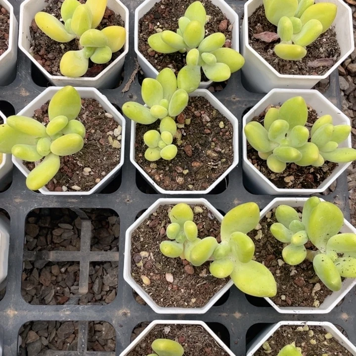 芒果奶随机发满18包邮