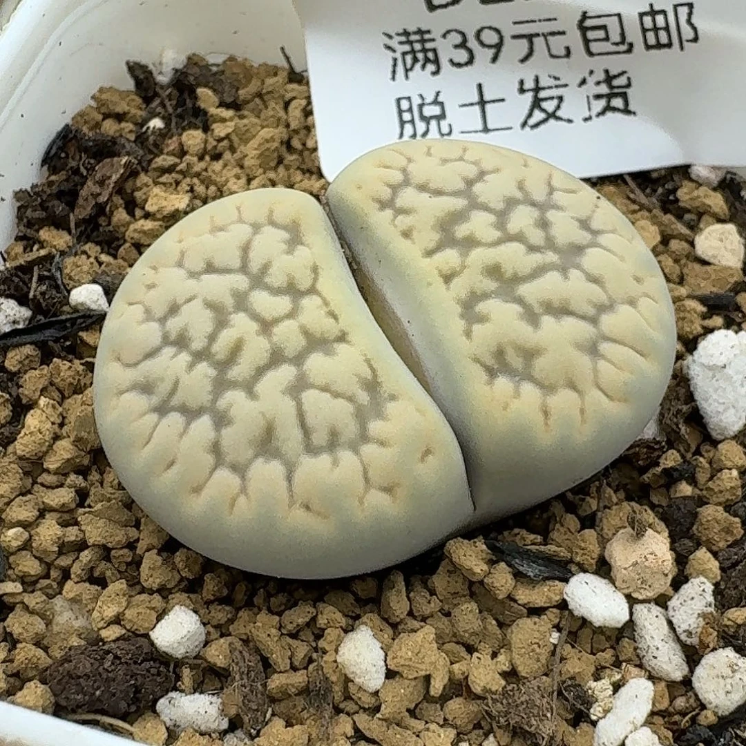 罗***麦221多肉哈哈哈哈哈哈哈