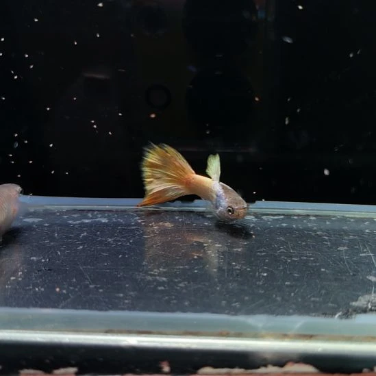 孔雀鱼金属马特里一对