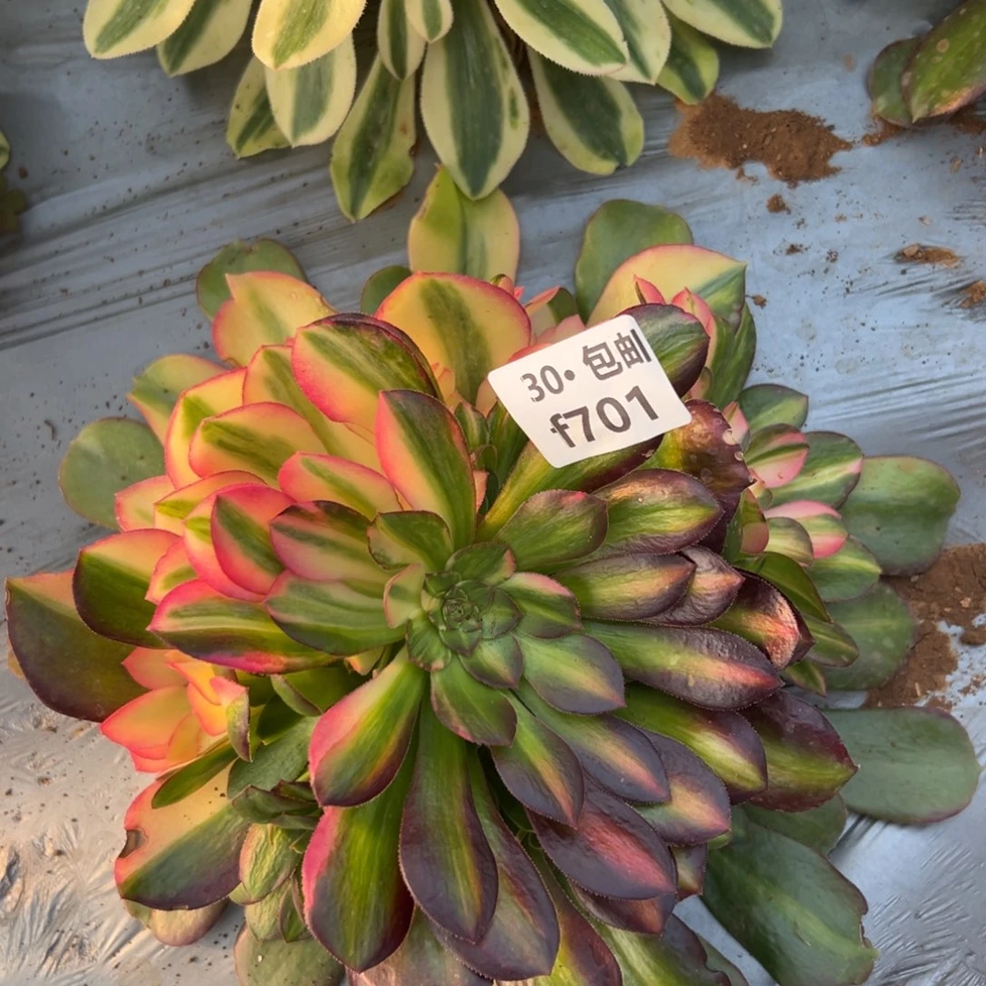 芒*?2颗，701，702组合七彩