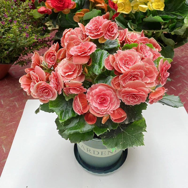 丽格重瓣四季开花海棠盆栽室内阳台花卉植物大叶带花蕾花苗有公主